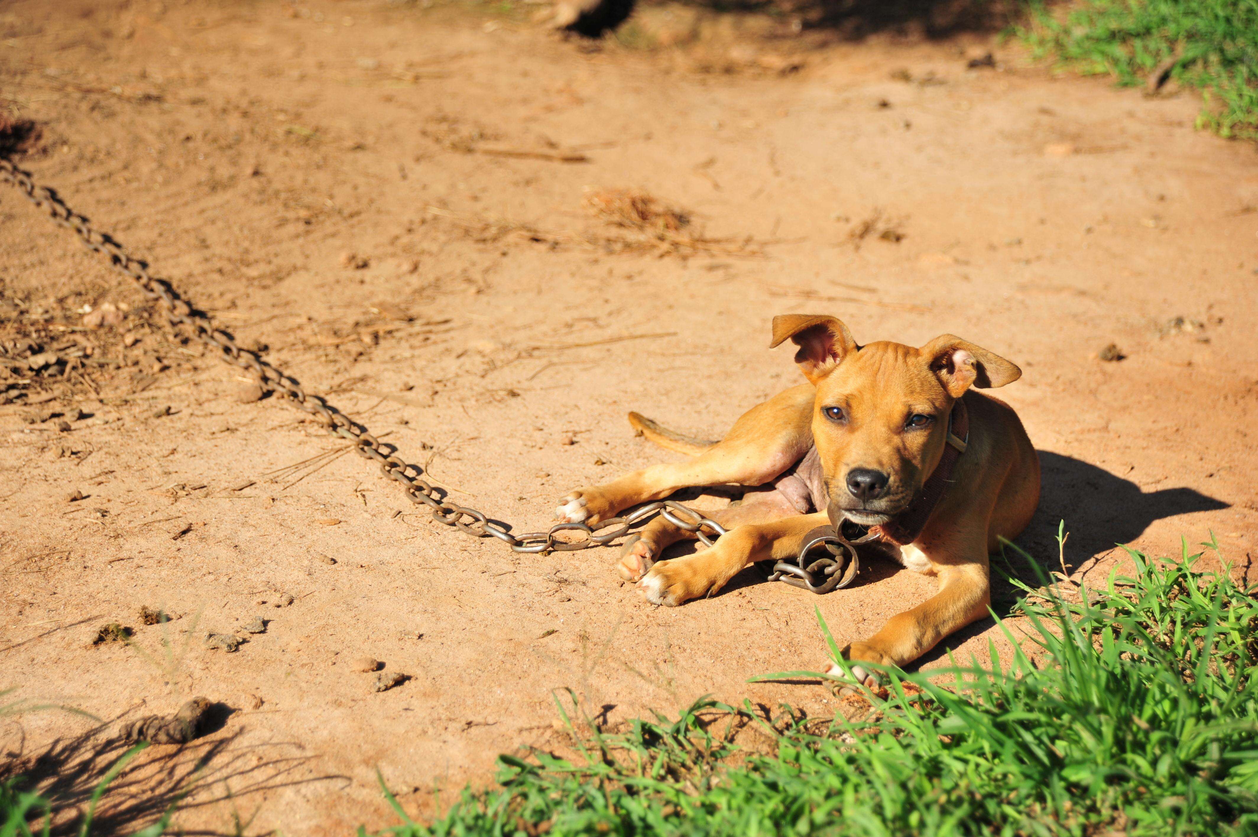 Dog on chain at dog fighting operation