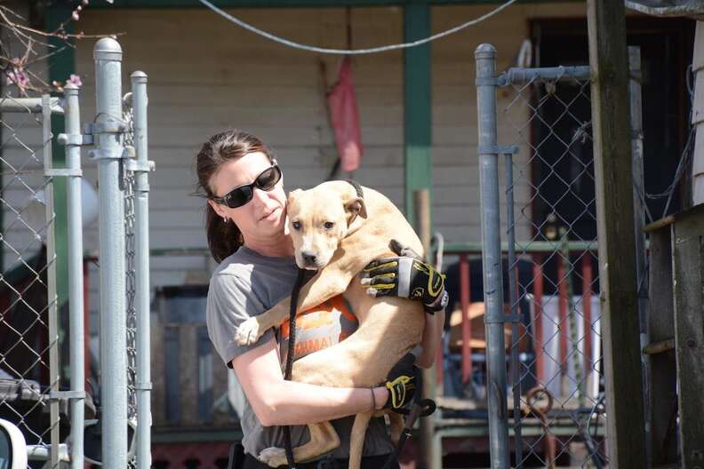 Dog being rescued from dog fighting ring