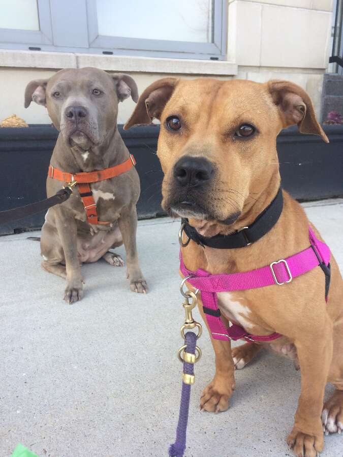 Dog rescued from dog fighting still likes other dogs