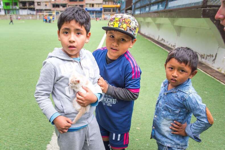 Rescued street kitten in Peru