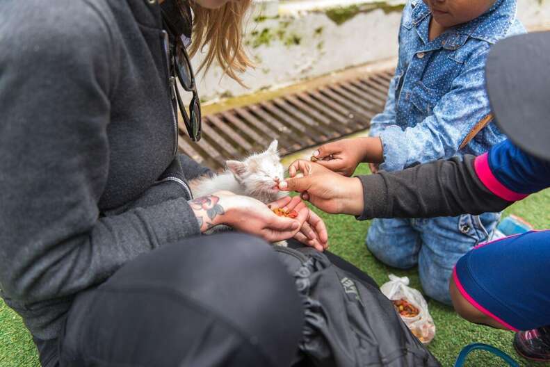 Rescued street kitten in Peru