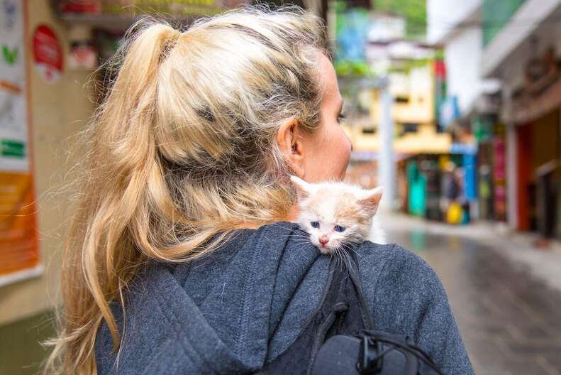 Rescued street kitten in Peru