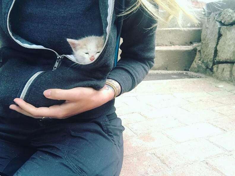 Rescued street kitten in Peru