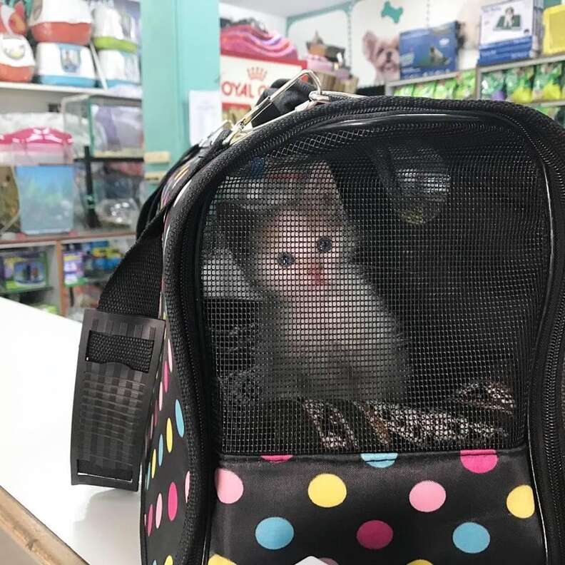 Rescued street kitten in Peru