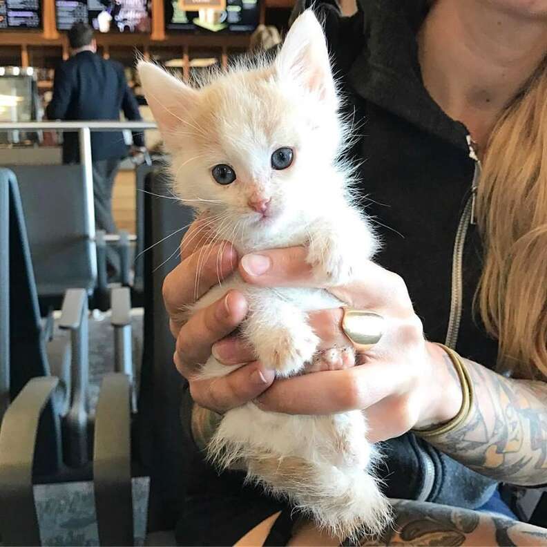 Rescued street kitten in Peru