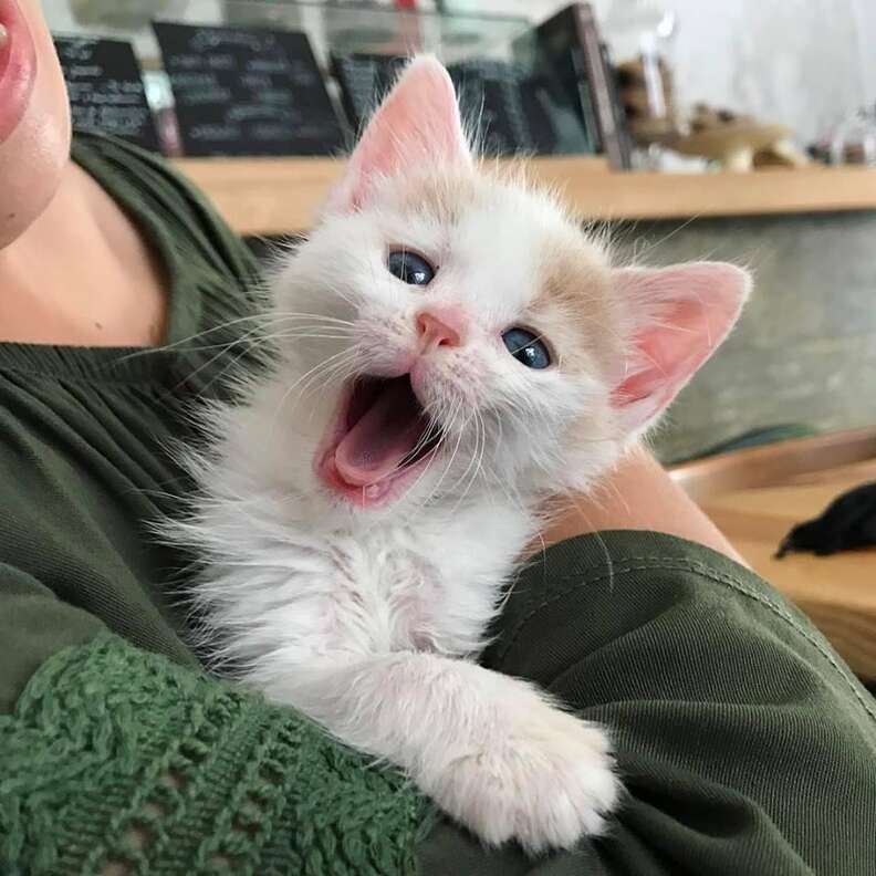 Rescued street kitten in Peru