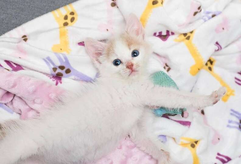 Rescued street kitten in Peru