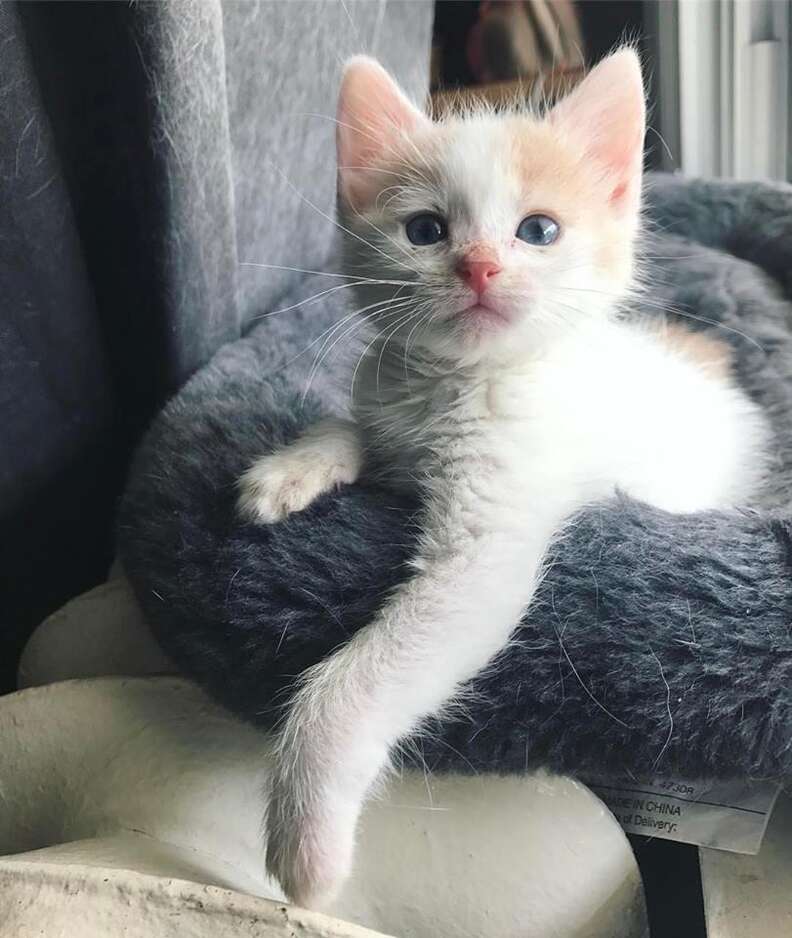 Rescued street kitten in Peru