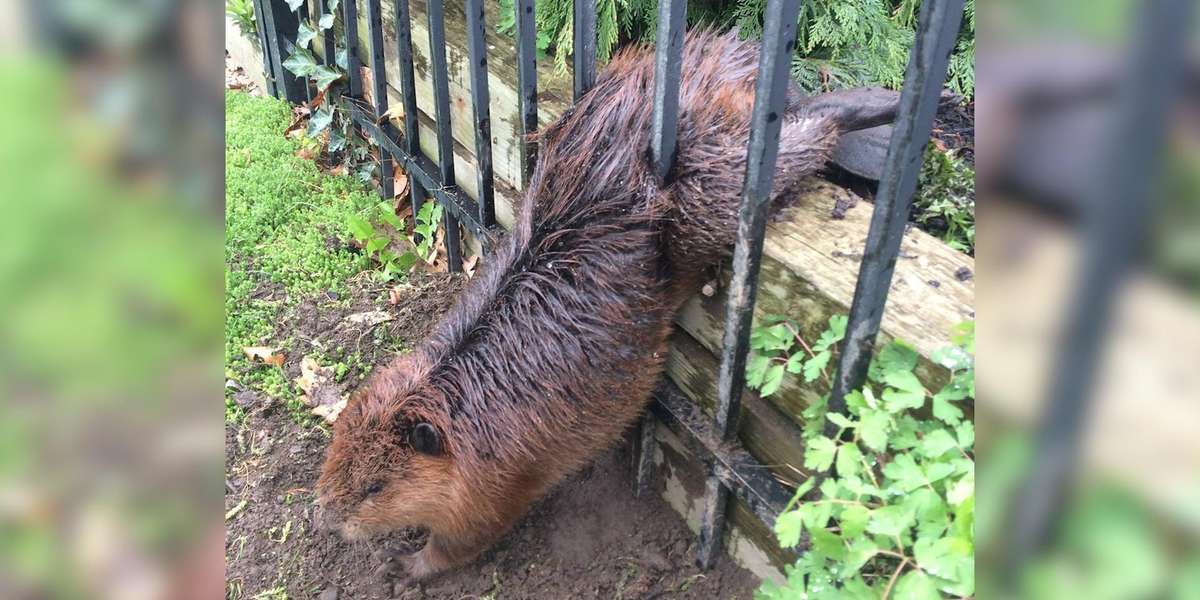 Beaver Tries To Squeeze Through Fence And Gets Stuck - The Dodo