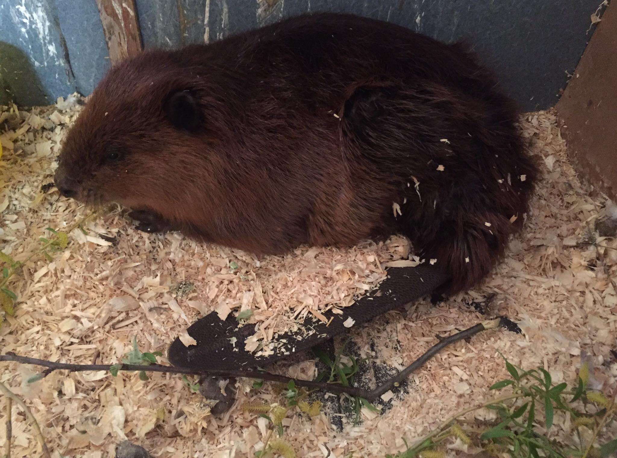 chubby beaver gets stuck in fence