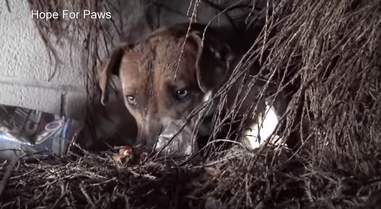 pit bull and puppies rescued during rainstorm