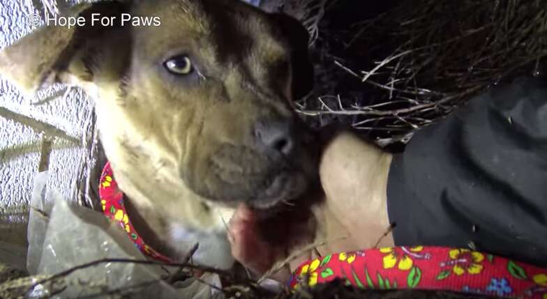 pit bull and puppies rescued during rainstorm