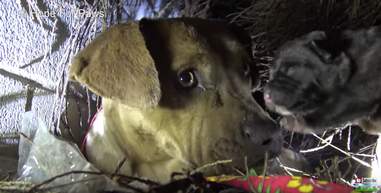 pit bull and puppies rescued during rainstorm