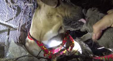 pit bull and puppies rescued during rainstorm