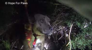 pit bull and puppies rescued during rainstorm
