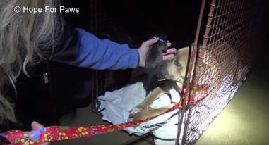pit bull and puppies rescued during rainstorm