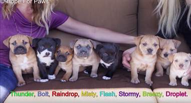 pit bull and puppies rescued during rainstorm