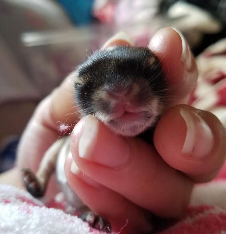 newborn wild rabbit