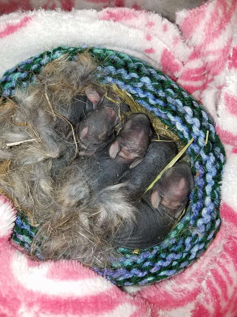 newborn wild rabbits