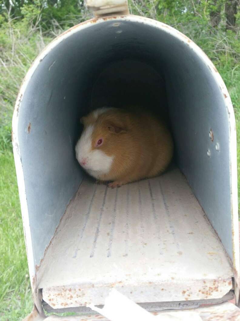 guinea pig found in mailbox