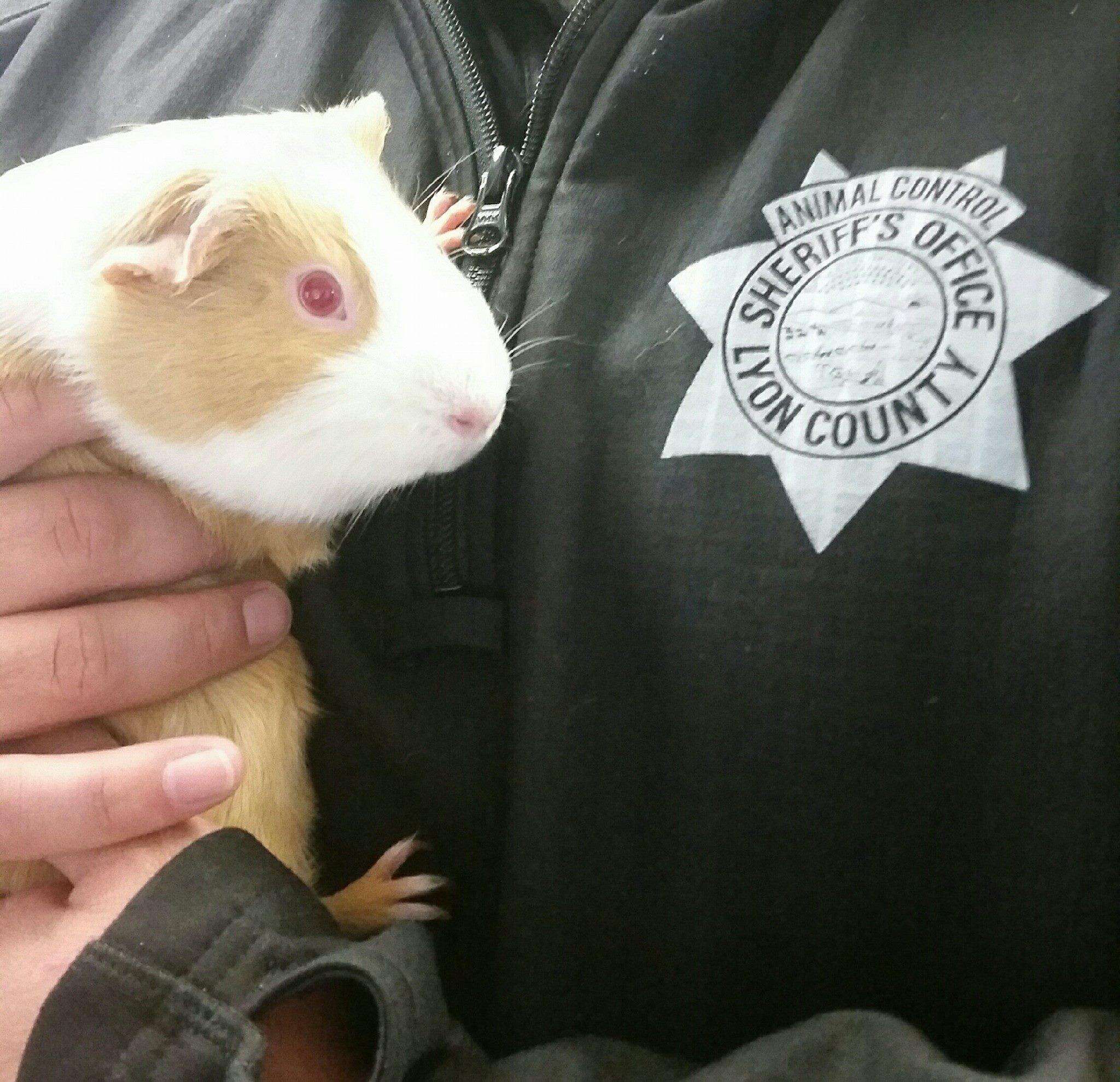 guinea pig found in mailbox
