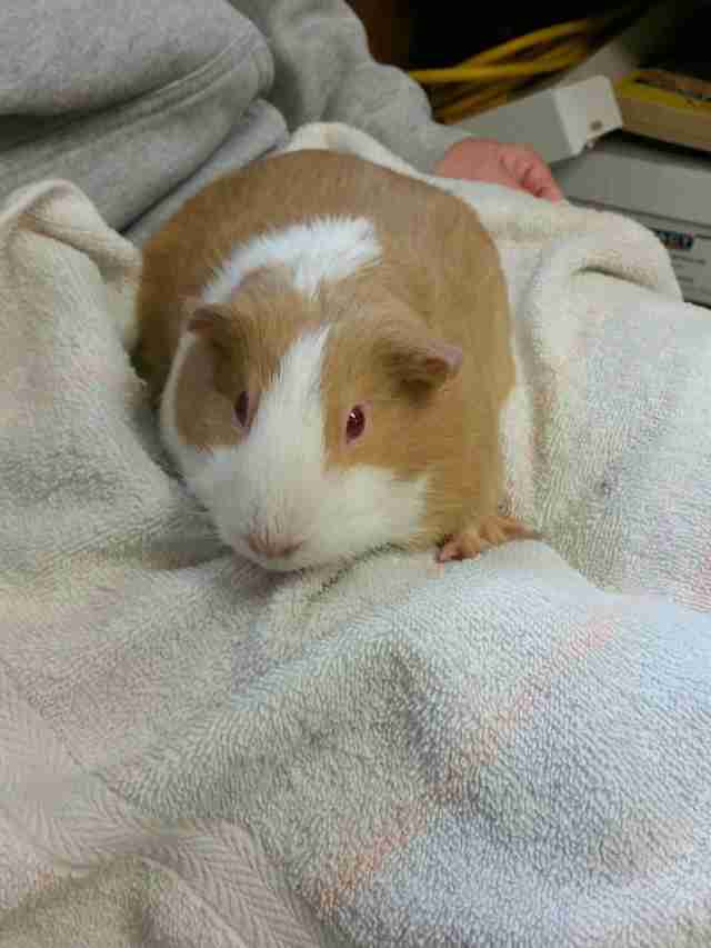 Guinea Pig Found Abandoned In Mailbox - The Dodo