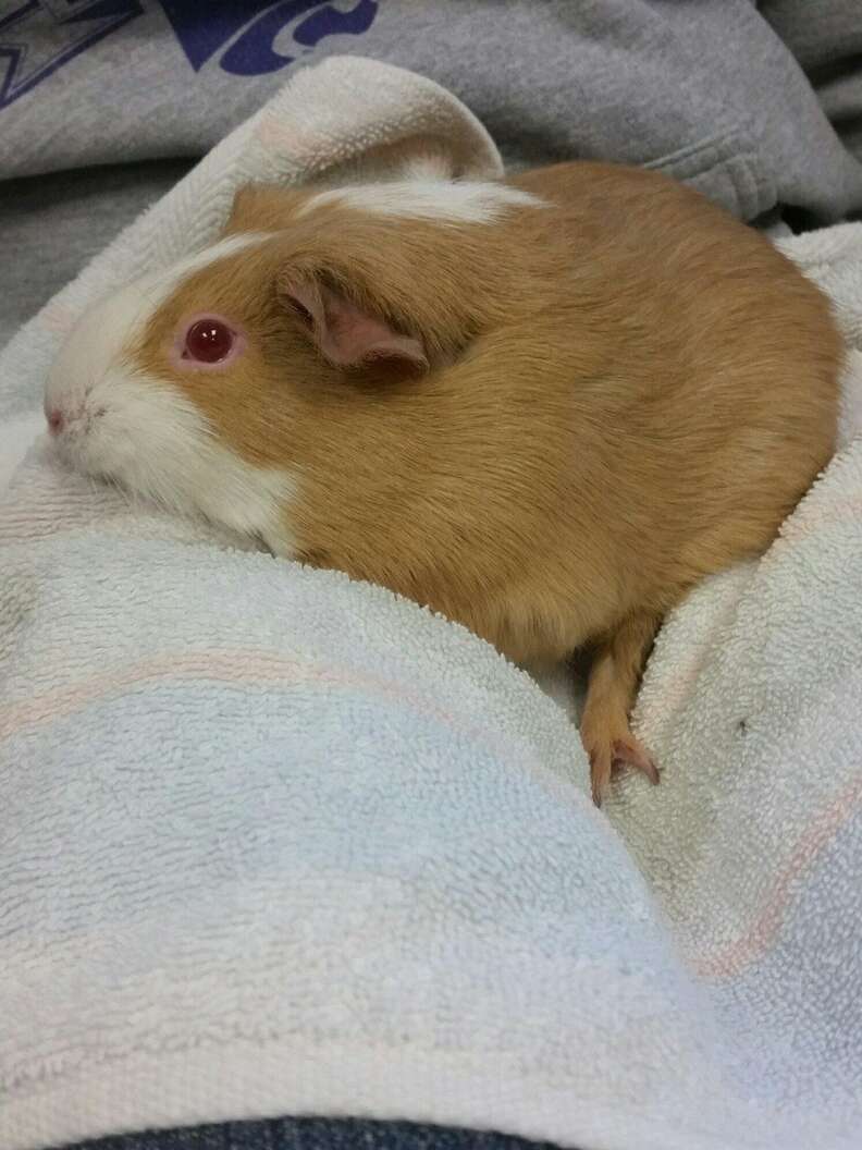 guinea pig found in mailbox