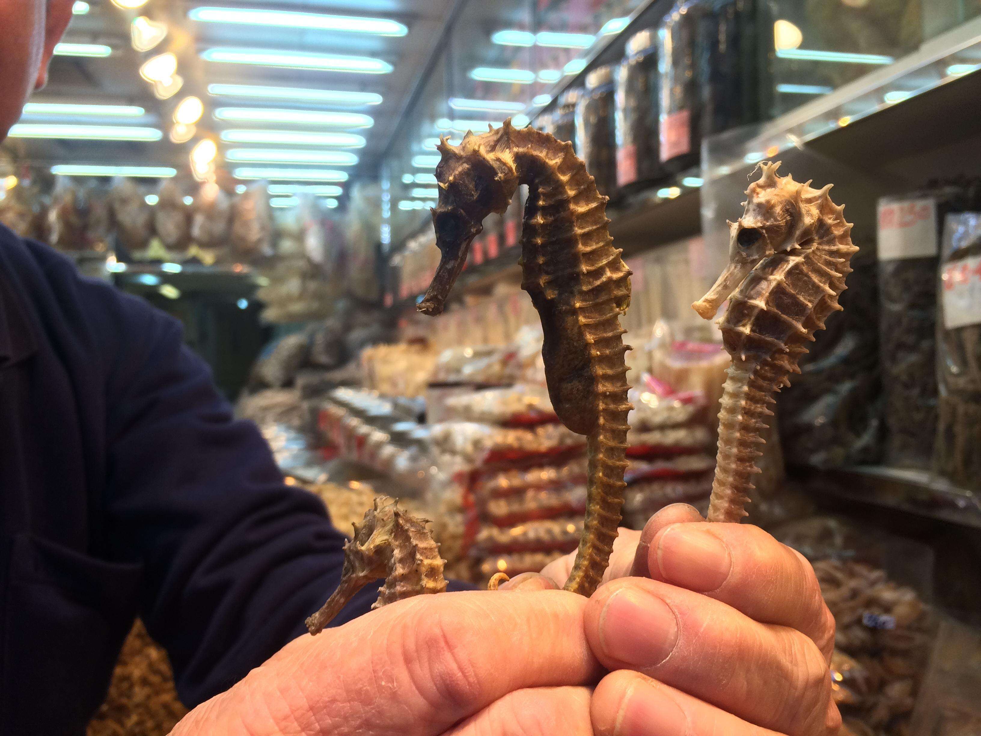 Seahorses being sold at a dry seafood store in Hong Kong