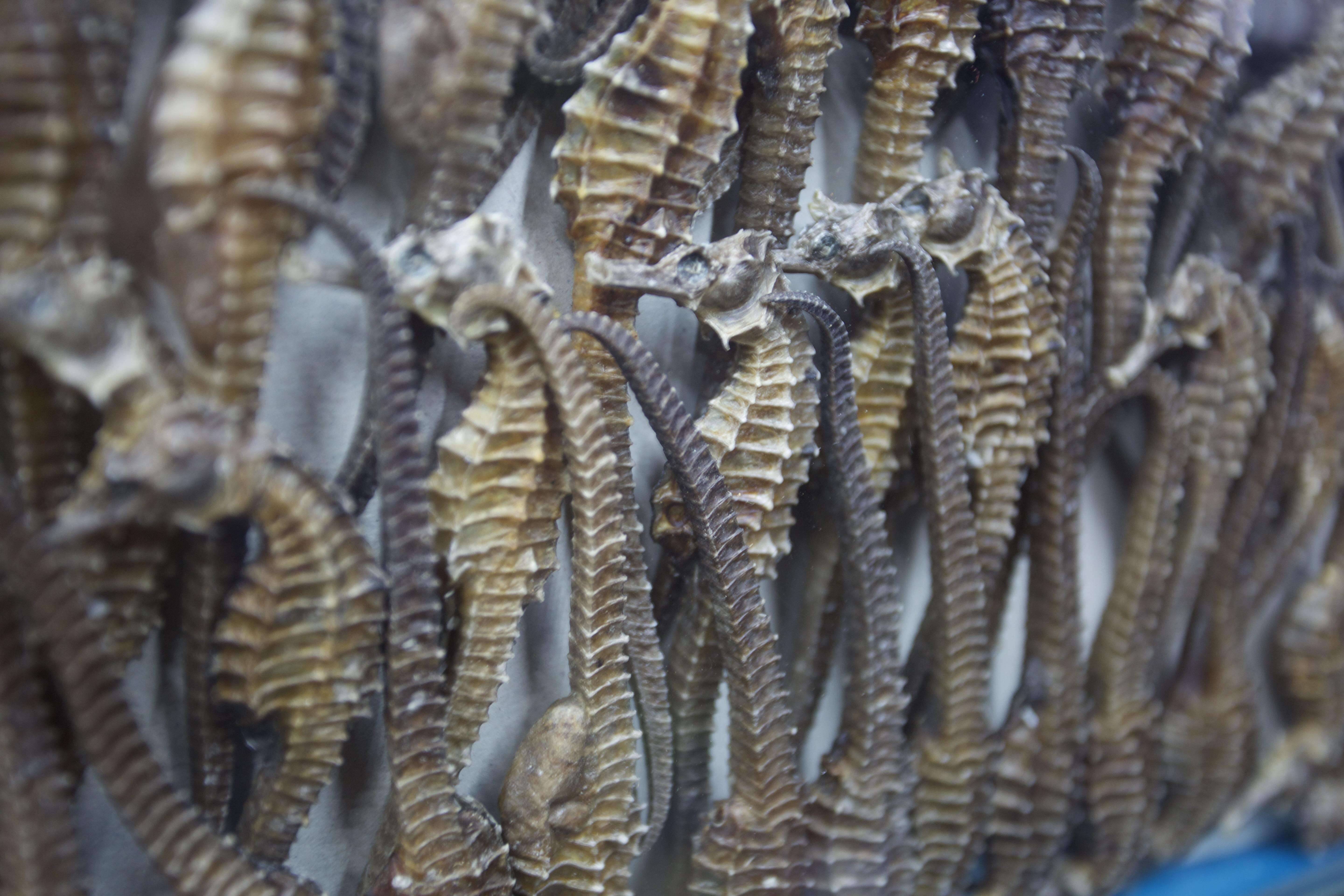 Seahorses being sold at a dry seafood store in Hong Kong
