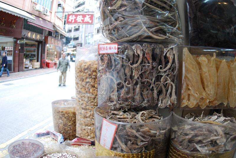 Seahorses being sold in Hong Kong