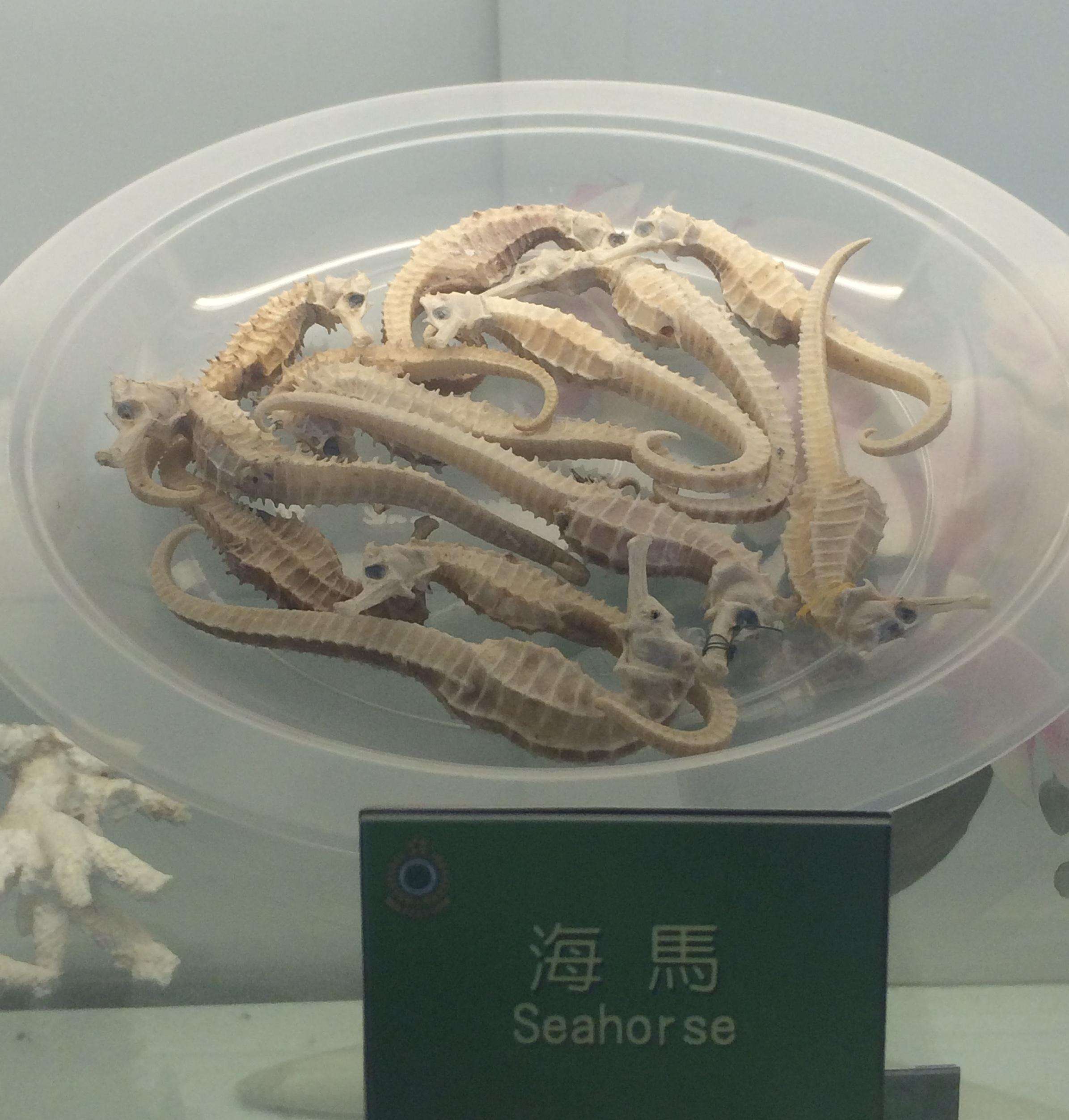 Seahorses at the Hong Kong Airport