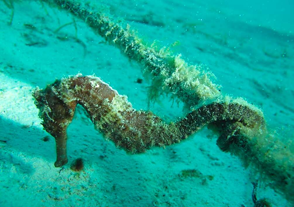 Seahorses in the ocean