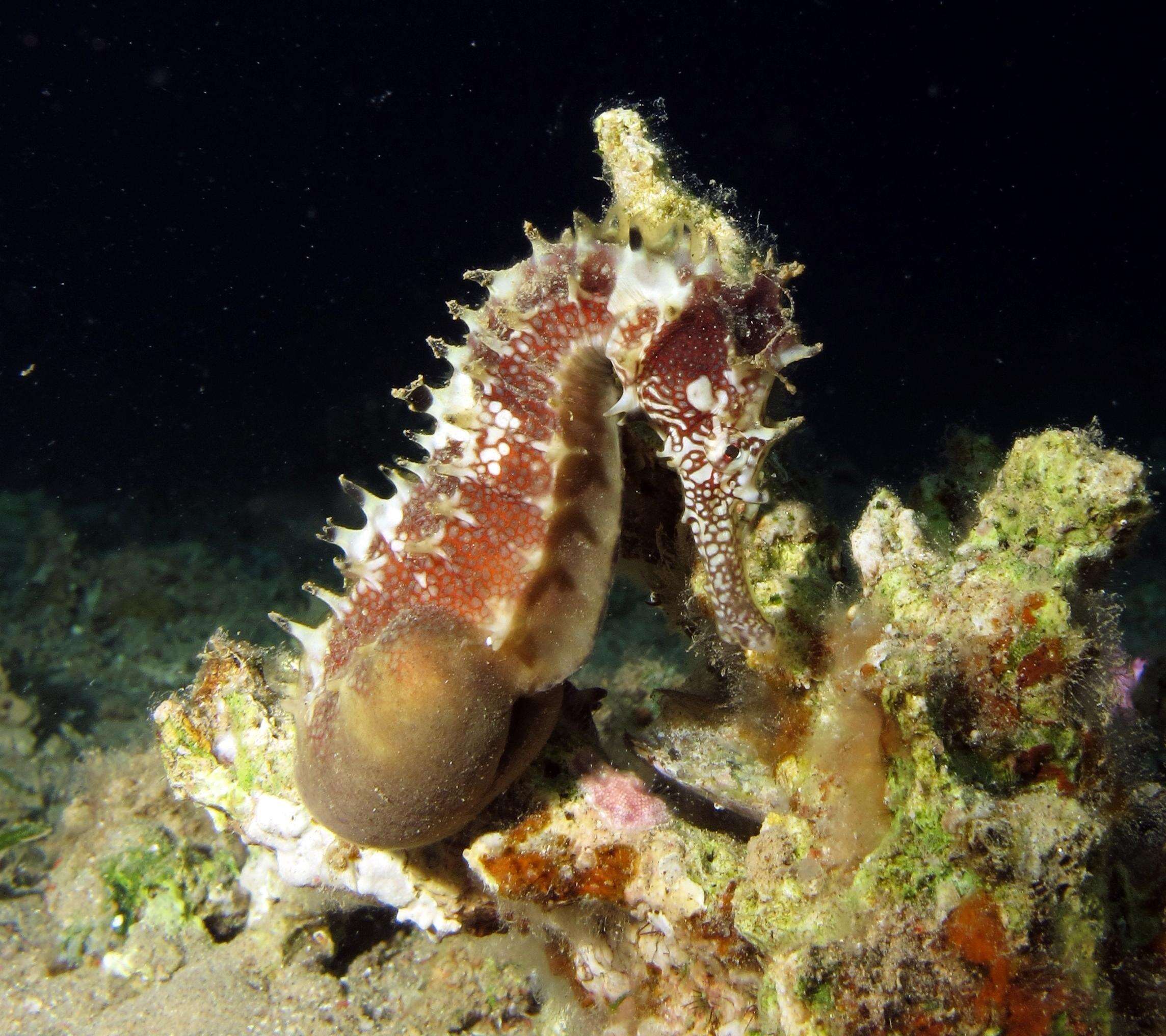 A pregnant male seahorse