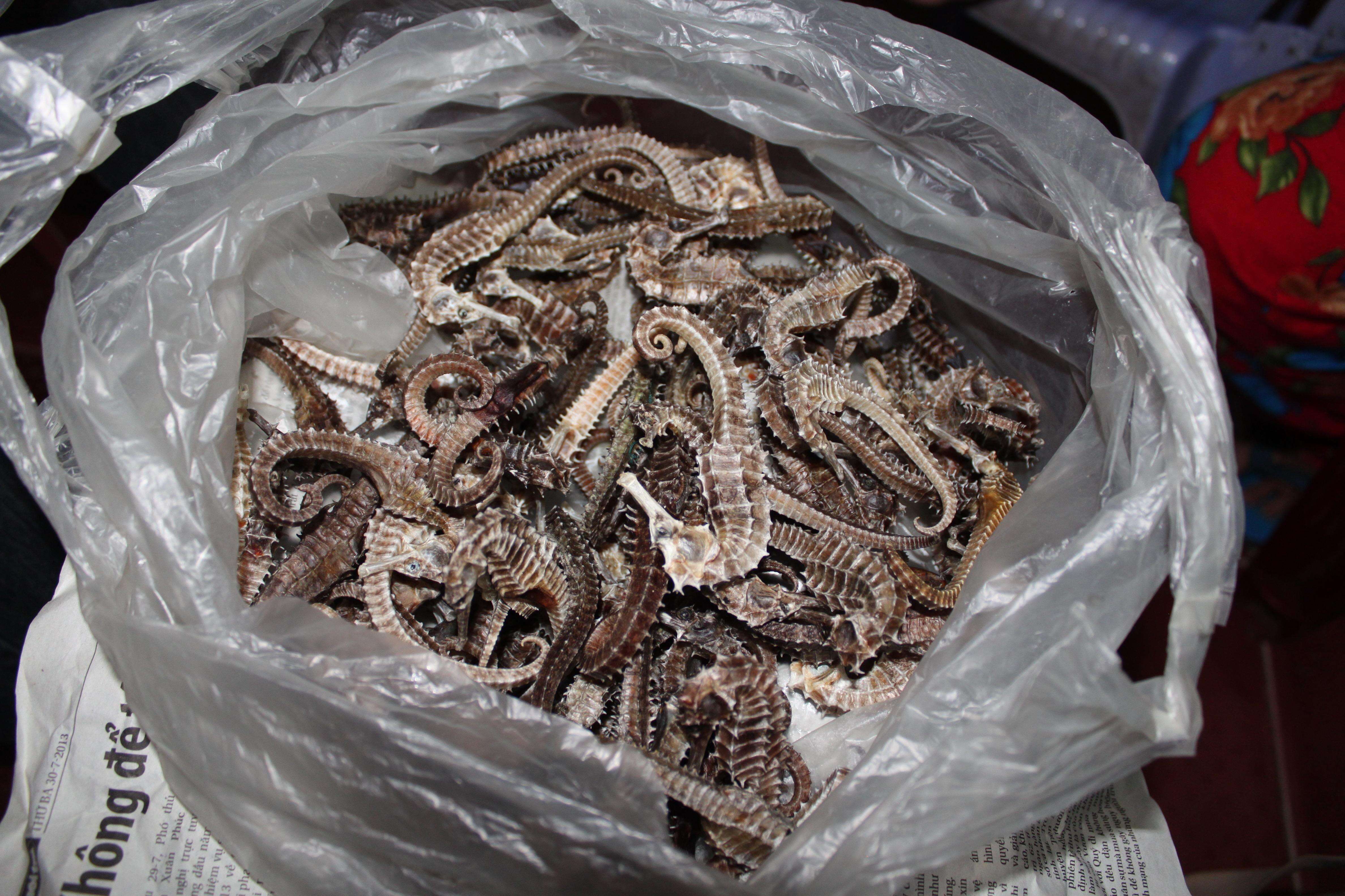 A plastic bag full of dead seahorses