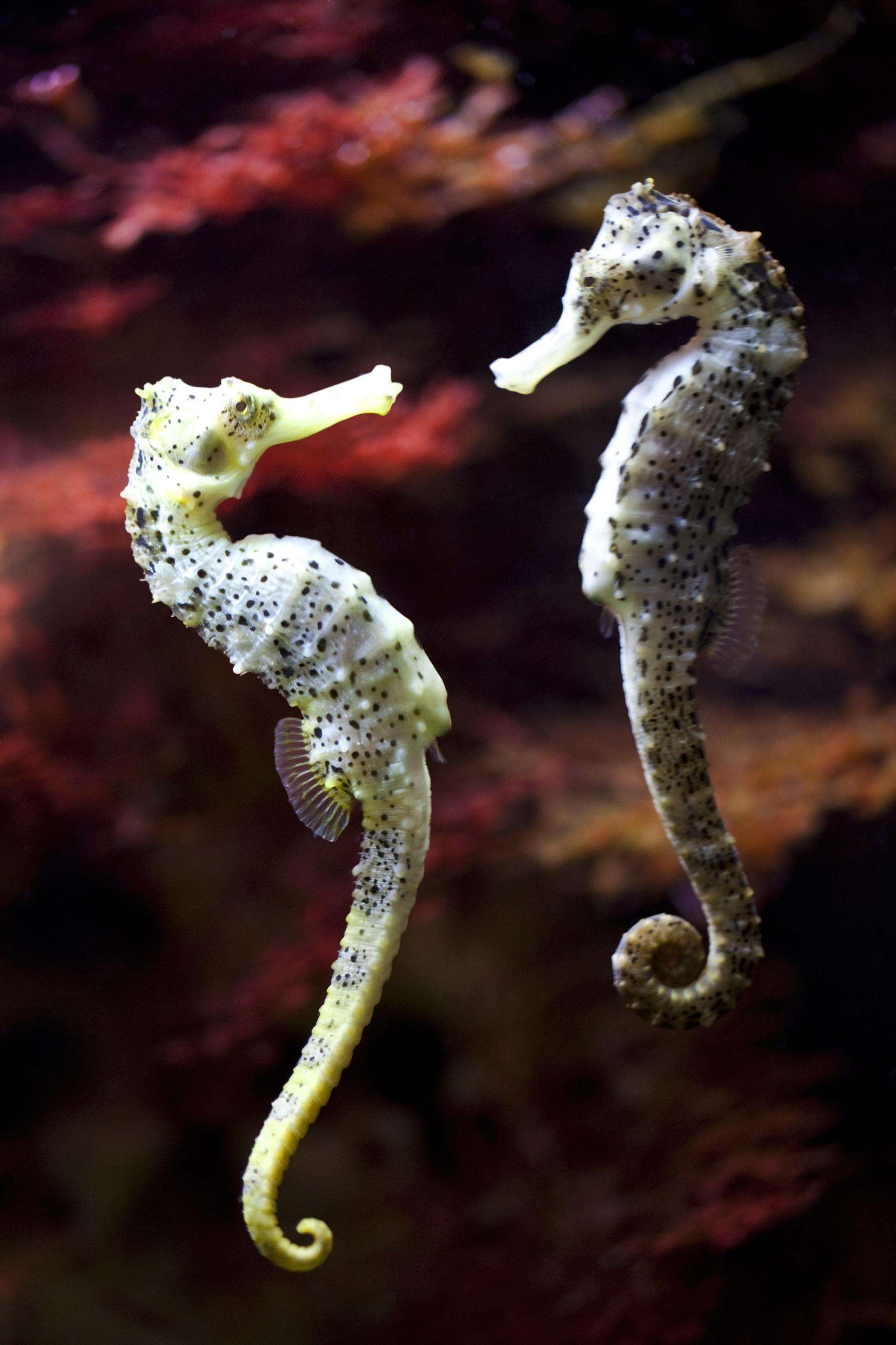 Pair of wild seahorses