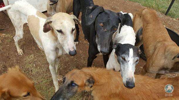 Starving greyhounds saved from neglect in South Africa
