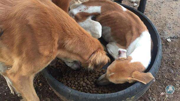 Weak greyhound lies down in food dish after getting rescued from neglect