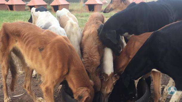 Emaciated greyhounds eating after their rescue