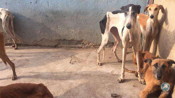 Starving greyhounds saved from hunting 