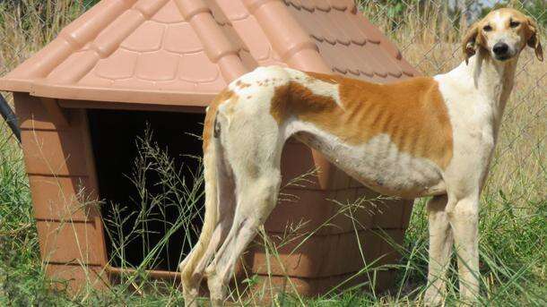 Emaciated greyhound saved from neglect