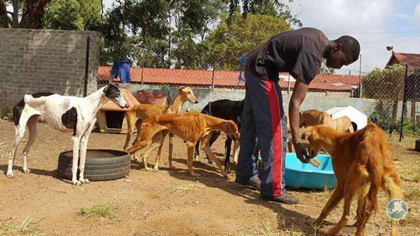 Emaciated greyhounds rescued from neglect in South Africa