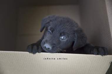 Puppy photoshoot with owners