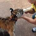 Temple That Abused Tigers Might Be Allowed To Reopen