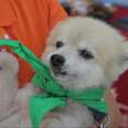 Lucky Dogs Pulled From Shelters Just Got Forever Homes