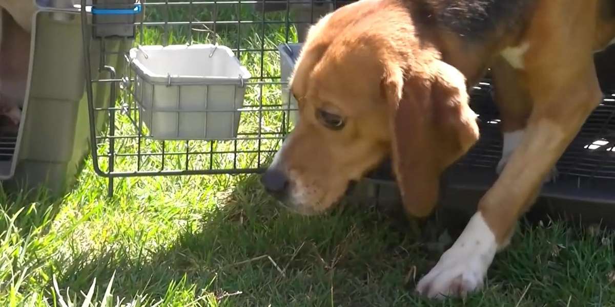These Rescued Dogs Are Finally Getting The Love They Deserve - The Dodo