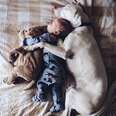 Rescue Dog And Her Little Boy Love To Nap Together