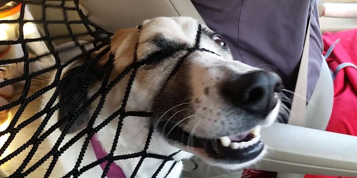 Dog Will Do Anything To Get Into The Front Seat Videos The Dodo