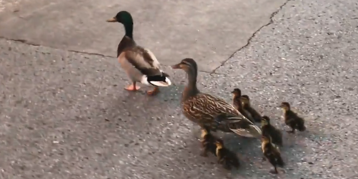 Police Rescue Family Of Ducks Who Fell Down Storm Drain - Videos - The Dodo