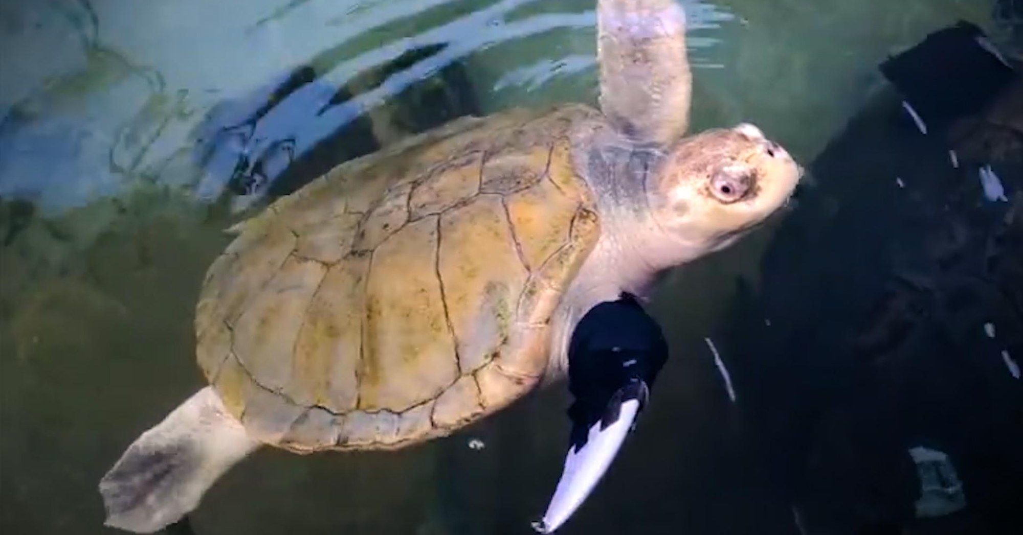 Sea Turtle Gets A Prosthetic Flipper - Videos - The Dodo
