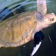 Sea Turtle Gets A Prosthetic Flipper